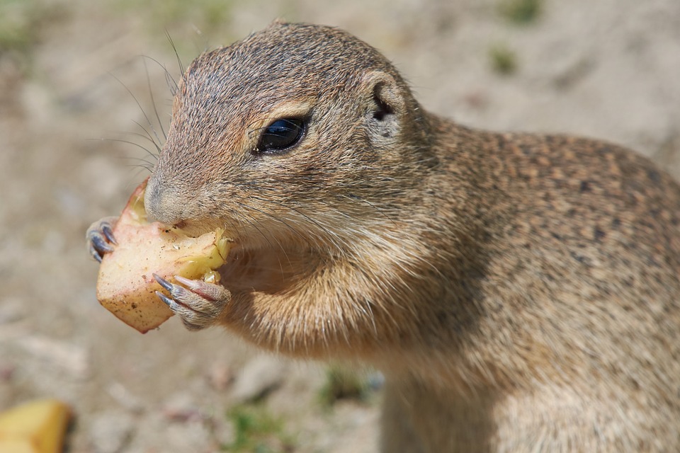 rodents