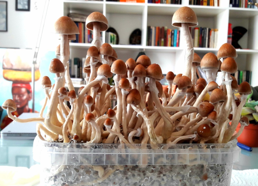 magic mushroomss