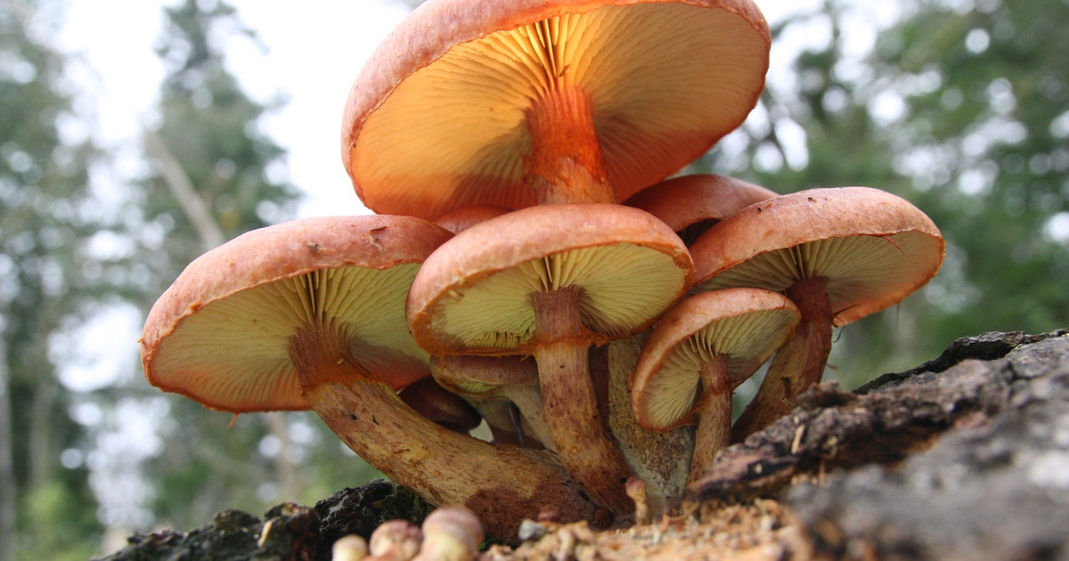 magic shrooms